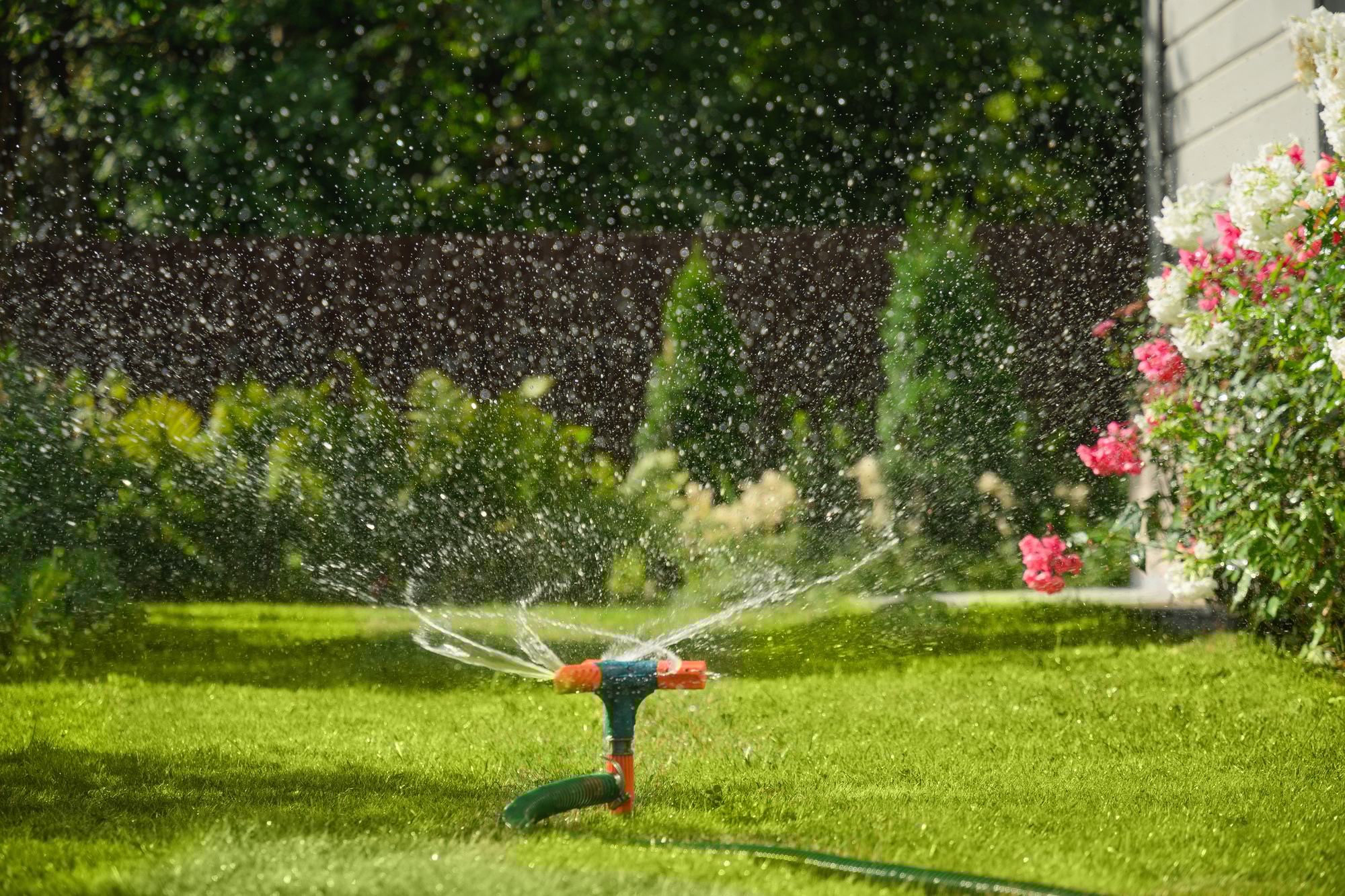 Automatic smart irrigation system in action, watering a lush garden in the backyard with a connected hose, ensuring efficient and even coverage